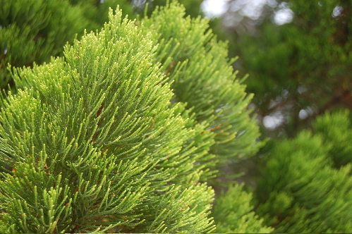 pine.jpg