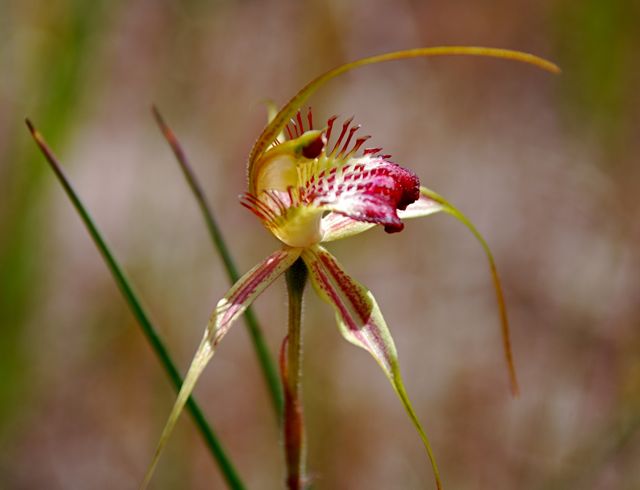 spiderorchid